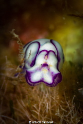 An individual of Lamprohaminoea ovalis photographed at ~1... by Antonio Venturelli 